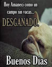 Imagenes Graciosas De Buenos Dias Para Android Apk Baixar