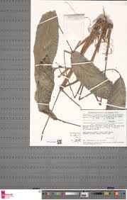 Image result for Sarcophrynium schweinfurthianum