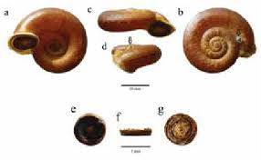 Image result for Pearsonia