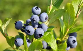 Blaubeeren Richtig Schneiden Heidelbeeren Pflanzen Blaubeeren Pflanzen Blaubeeren