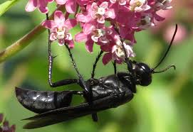 Submit it here and we'll try to figure it out! Great Black Wasp What S That Bug
