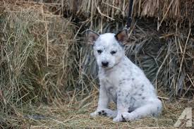 Read our guide for the most up. Adorable Heeler Border Collie Cross Puppies For Sale In Wellington Colorado Classified Americanlisted Com