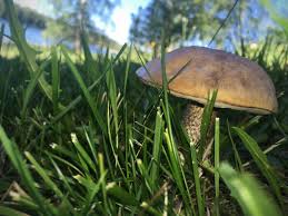 Auch steinpilz genannt die pilze am vorletzten bild sind fliegenpilze. Wann Ist Pilzzeit Wann Ist Die Beste Zeit Zum Pilze Sammeln Welt Zeit Uhren Info