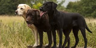You cannot go and get a pup just because he or she is cute or just recognised breeds as we mentioned earlier there are numerous dogs breeds in the world and all of them are not even recognised by the kennel clubs. 10 Most Popular Dog Breeds Akc Best Dogs 2021