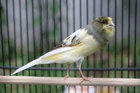 Cara Merawat Kenari Loper Agar Cepat Gacor Kenari Betina Burung