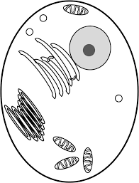 They are the cytosol, organelles, and various particles and granules called cytoplasmic inclusions. Https Fathersoninnovations Com Wp Content Uploads 2018 10 Pogil Animal Plant Cells Pdf