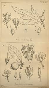 Image result for Ficus capreifolia