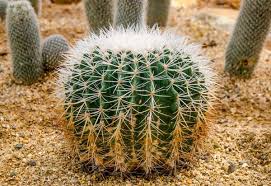 Ya sea que se lo coma o simplemente lo muestre, el cactus muchas tiendas especializadas en jardinería venden semillas de cactus, mientras que los sitios de compras en línea le por lo general, estos son brotes vivos del cuerpo principal del cactus que llevan una flor. 11 Plantas Que Tienen Espinas Nombres Y Fotos