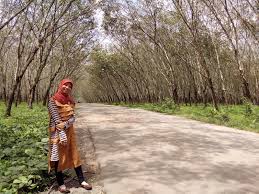 Check spelling or type a new query. Kebun Karet Trikora Menjadi Destinasi Wisata Edukasi Bagi Warga Lampung Travellink Indonesia