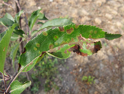 Apple Scab | USU