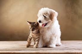 Dog and cat wallpaper high quality resolution for desktop. Kitten And Puppy Wallpapers Top Free Kitten And Puppy Backgrounds Wallpaperaccess