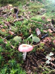 Image result for Russula perlactea