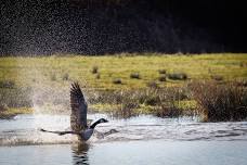 Wildlife Photography Workshop with Paul Way