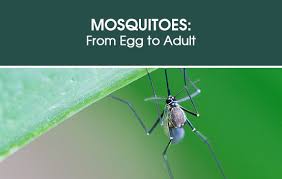 The tiny embryo wrigglers live in water for about 10 days before pupating into mosquitoes. Mosquito Facts All About Mosquitoes