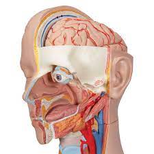 This article gives an overview of the back's structure and its major muscles. Torso Model Unisex Opened Neck And Back 3b Scientific 1000193 B19