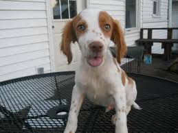 We take great pride in caring for our dogs. Brittany Spaniel Miniature Male 16 Weeks Housebroke All Shots For Sale In Baker Illinois Classified Americanlisted Com