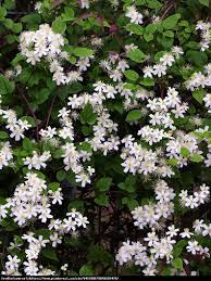 Deine clematis fargesioides `paul farges´(summersnow)gehört zur schnittkategorie 3, also mußt du sie im frühjahr tief zurück schneiden ein besonderer duft ist mir bei paul farges nicht aufgefallen, da stimme ich tina zu. Powojnik Botaniczny Pachnacy Paul Farges Clematis Paul Farges