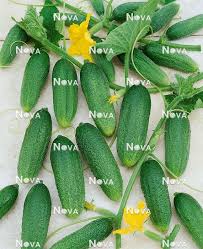 Image result for Cucumis engleri