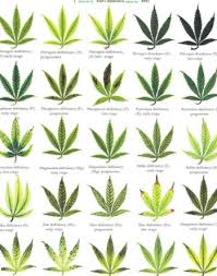 Identifying Cannabis Plants Problems