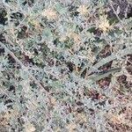 Image result for Cadaba farinosa