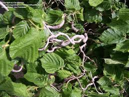 Contorted filbert, also called harry lauder's walking stick is susceptible to a blight which is what tsu extension agent joellen. Plantfiles Pictures Corylus Corkscrew Hazel Contorted Filbert Contorted Hazelnut Harry Lauder S Walking Stick Contorta Corylus Avellana By Hczone6