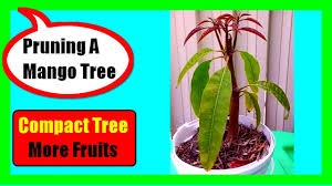 We did not find results for: This Trick May Force Mango Tree To Fruit Youtube