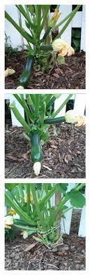 We did not find results for: Staking Zucchini Learning As I Go