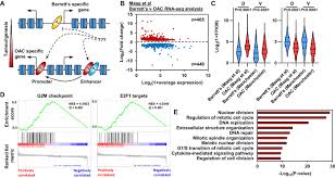 What happens in all the stages c. Repurposing Of Klf5 Activates A Cell Cycle Signature During The Progression From A Precursor State To Oesophageal Adenocarcinoma Elife