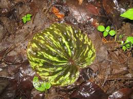Image result for Nervilia sp.no.4