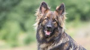 If you are unable to find your german shepherd dog puppy in our puppy for sale or dog for sale sections, please consider looking thru thousands of german shepherd dog dogs for adoption. Sable German Shepherd The Ultimate Breed Guide All Things Dogs All Things Dogs