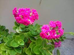 The pink or red flowers appear at the end of this plant's stems during the summertime. Pink Flowered Succulent