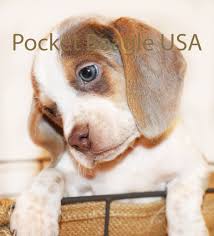 | our beagle puppies are carefully selected and are bred by reputable breeders, who live up to our high standards. Pocket Beagles For Sale Pocket Beagle Pocket Beagle Puppies Beagle Puppy