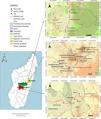 Image result for Digitaria pseudodiagonalis