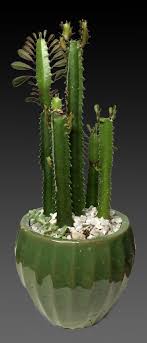 This deterring is also done by certain alkaloides which some cacti posess. Amazing Cactus Plant In Brookline Ma Ec Florist