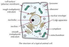 They have an intricate internal structure of folded membranes that greatly increases the. Aqa A Level Biology Topic 2a Cell Structure And Division Flashcards Quizlet
