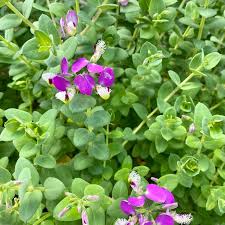 Image result for Polygala filicaulis