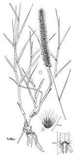 Image result for Cenchrus ciliaris