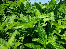 藍染め 藍の乾燥葉作り Greensnap グリーンスナップ