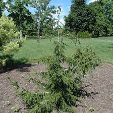 Leaves small green, close to stem. Gowdy Oriental Spruce Picea Orientalis Gowdy In Wilmette Chicago Evanston Glenview Skokie Winnetka Illinois Il At Chalet Nursery