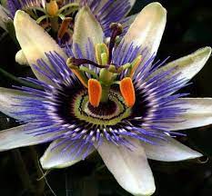 Select from premium passion flower images of the highest quality. Ø²Ù‡Ø±Ø© Ø§Ù„Ø¢Ù„Ø§Ù… Passion Flower Ø¥Ù† ØµÙØ­Ø© Ø§Ù„Ø¯ÙƒØªÙˆØ± Ø¹Ù…Ø± Ø¨Ù† ÙŠØ­ÙŠÙ‰ Ø¢Ù„ Ø¯Ø®Ø§Ù† Ø§Ù„Ø±Ø³Ù…ÙŠØ© Facebook