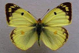 Mariposa Colias Palida Caracteristicas Curiosfera Animales