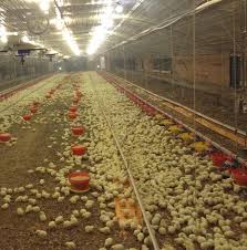 It's cheap, can be torn down relatively easily, or changed when compared with brick, hollow tile or concrete. Broiler Poultry Housing How To Build Shelter For Meat Chickens