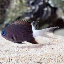 Black And White Saltwater Fish Sw Black White Chromis Fiji Small Saltwater Aquarium Fish Black And White Saltwater Aquarium