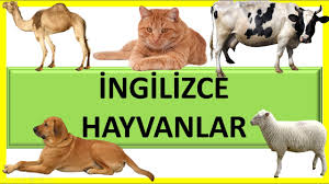 Ingilizce Hayvanlar 1 Learning Animals Name For Kids Youtube Hayvanlar Ingilizce Hayvan