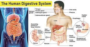 The Human Digestive System Organs Functions And Diagram Human Digestive System Digestive System Organs Digestive System