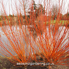 Hoe coral bark willow te kweken? Salix Willow Growing Trees And Shrubs