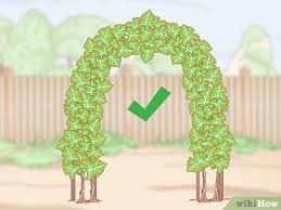 Image result for pruning grapes on a pergola