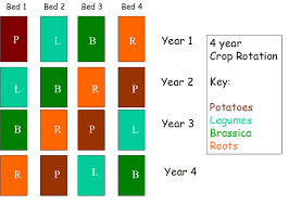 How To Plan Crop Rotation In A Vegetable Garden