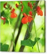 Image result for Phaseolus coccineus