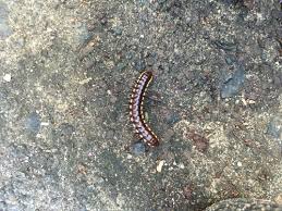 This powder is often a component in commercial bug products, but you can get it in its pure form. What Are These Bugs And How To Kill Em